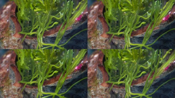 海藻海草海水缸造景小丑鱼 (8)