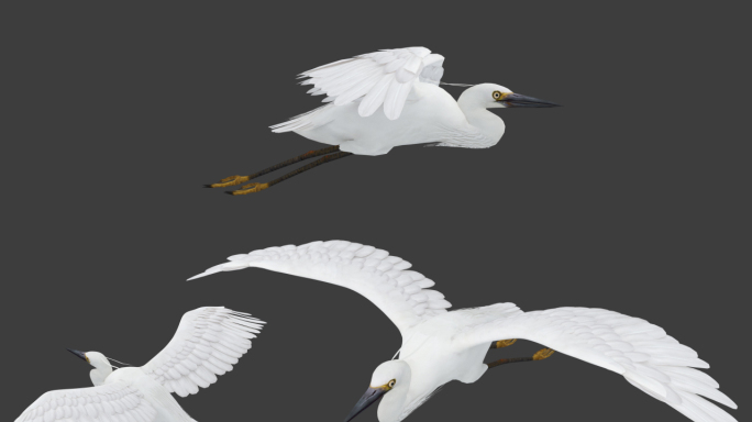 白鹭 飞鸟 高精度 单体 群体飞翔
