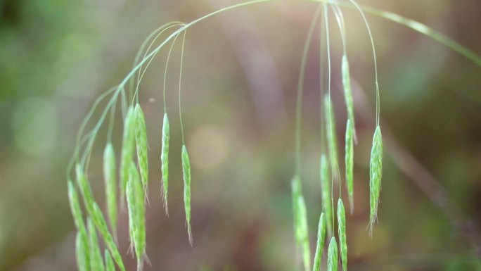 野大燕麦 野草