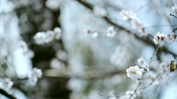 初春北京玉渊潭公园盛开的桃花