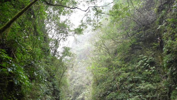 山谷风景