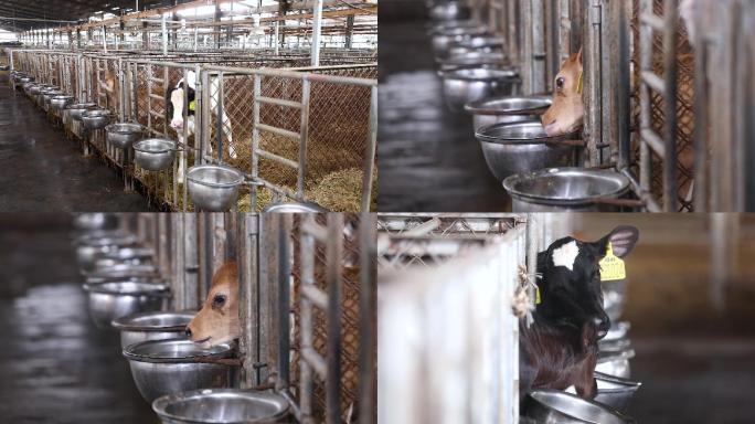 生态奶牛养殖场幼牛养殖空镜