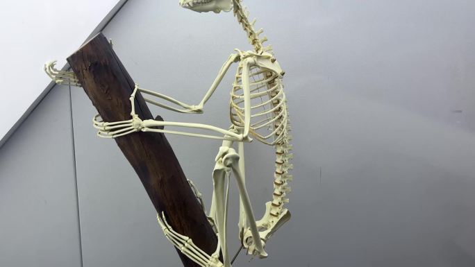 灵长类生物骨骼猴子骨骼 (6)