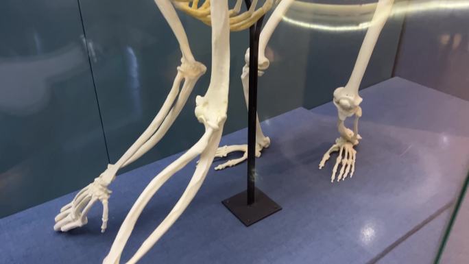 灵长类生物骨骼猴子骨骼 (2)