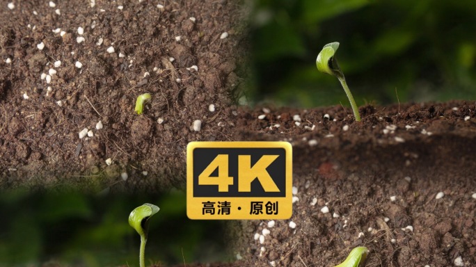 4k南瓜种子植物发芽生长