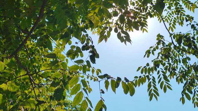 盛夏天空阳光毒辣