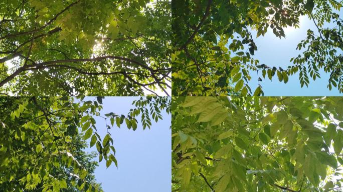 盛夏天空阳光毒辣