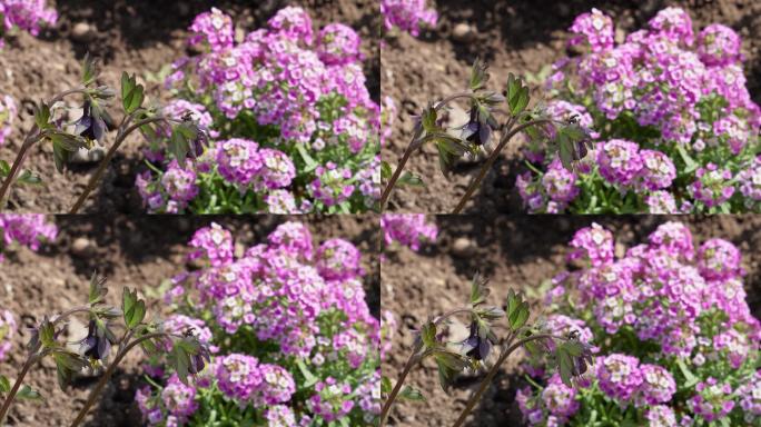 路边的紫色藕荷色野花 (4)