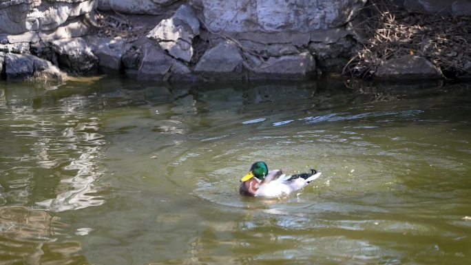 初春在水中嬉戏的野鸭子