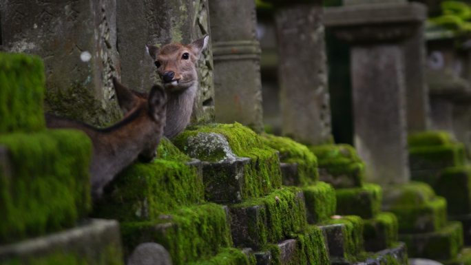 奈良的鹿鹿群青苔