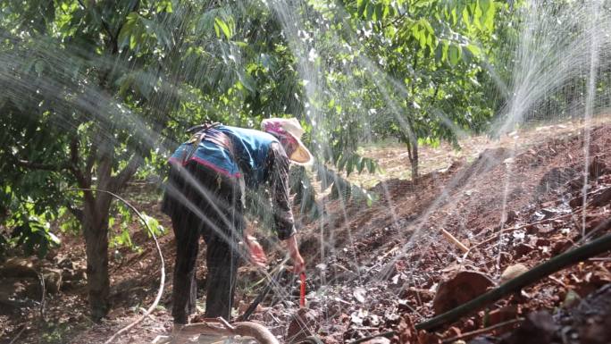 云南大山里农民用清清泉水灌溉核桃树