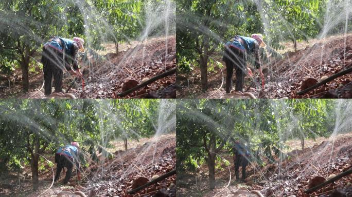 云南大山里农民用清清泉水灌溉核桃树