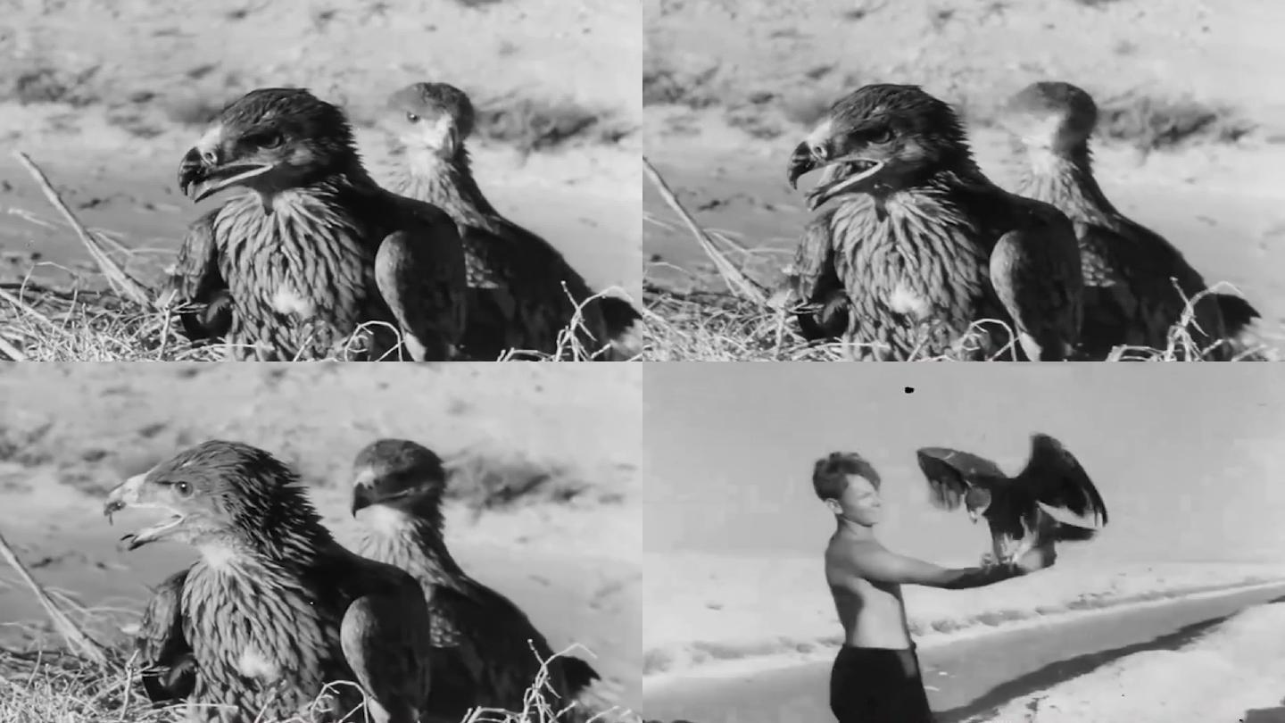 50年代沙漠秃鹫