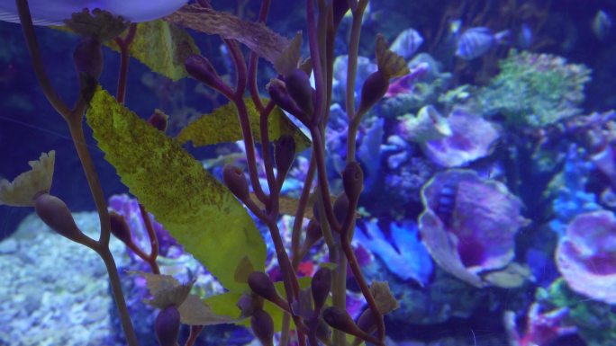海洋生态海带海藻水藻深海 (1)
