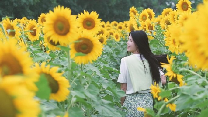 升格向日葵花海里的少女