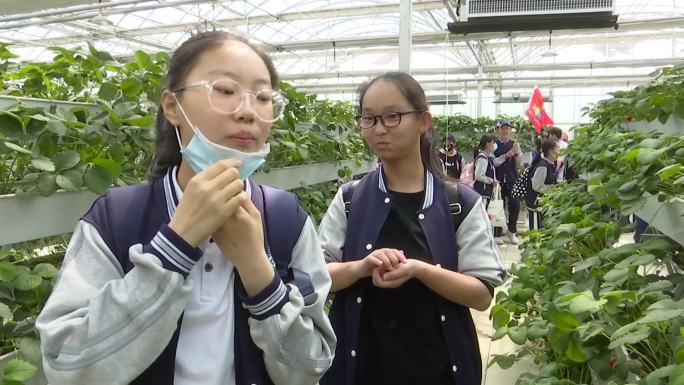 农耕研学实践活动学生走进大棚采摘品尝草莓