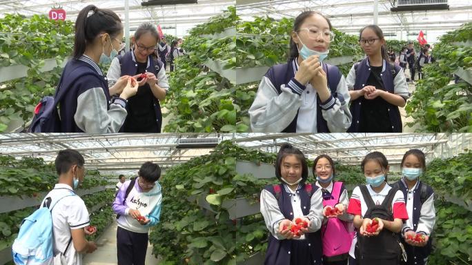 农耕研学实践活动学生走进大棚采摘品尝草莓