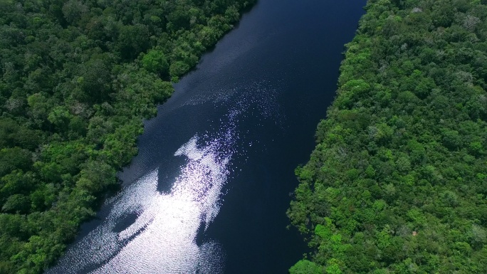 巴西的亚马逊河自然保护区生态湿地
