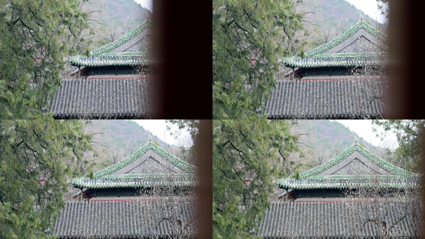 春季北京大觉寺含苞待放的玉兰花