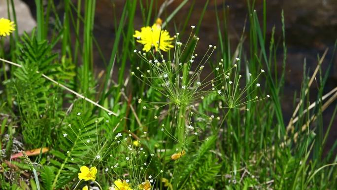 东北点地梅 野花 白花 小花 田野 春天