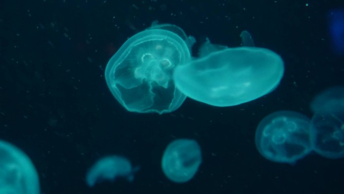 海月水母星月水母海蜇 (8)