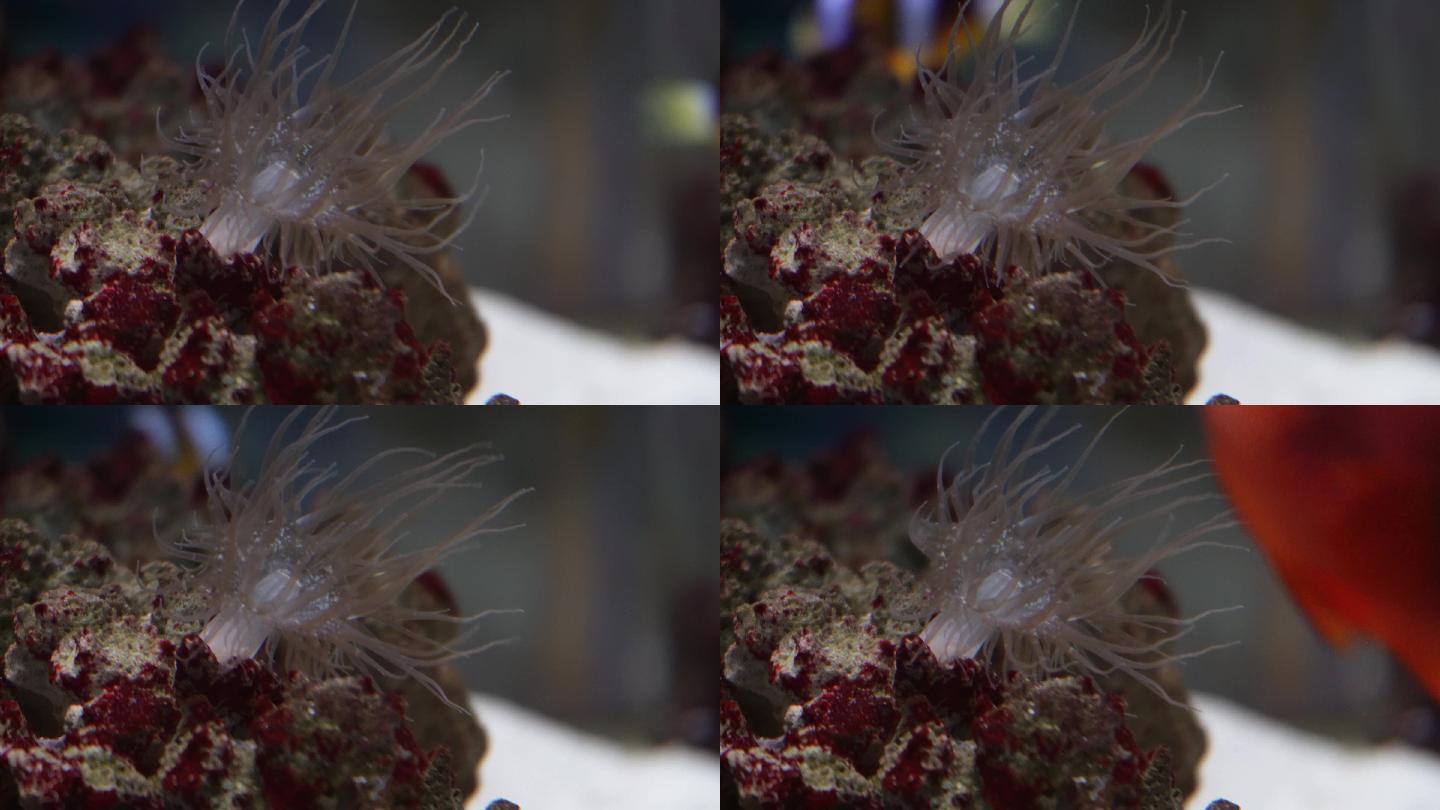 寄生在珊瑚礁石上的海葵触手捕食 (1)
