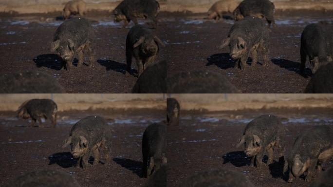 一群满身泥巴的曼加利卡猪在农场上吃草