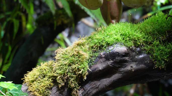 观赏雨林缸造景热带植物 (6)