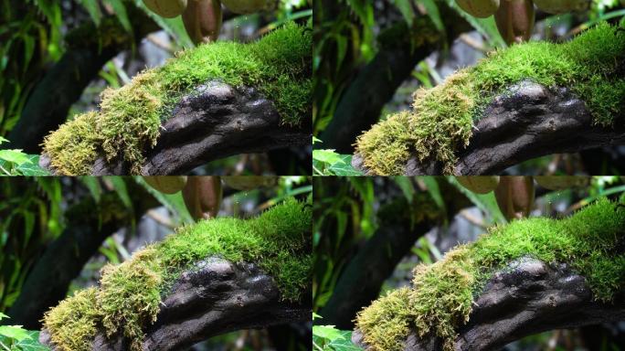 观赏雨林缸造景热带植物 (6)