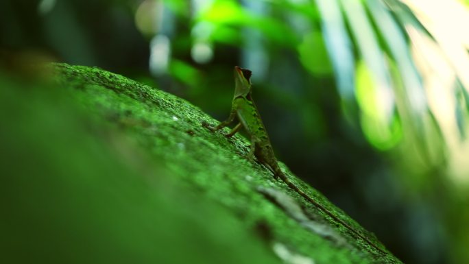 热带雨林蜥蜴实拍