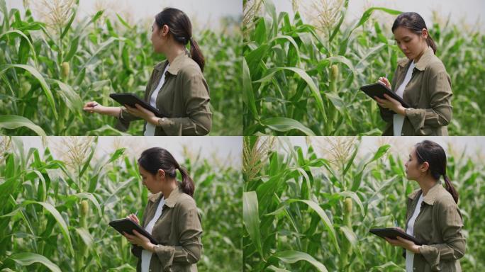农民使用数字平板电脑，智能农业