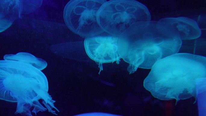 瘤手水母海底世界深海水母 (5)