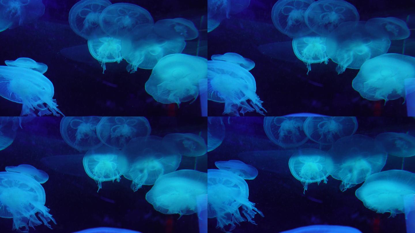 瘤手水母海底世界深海水母 (5)