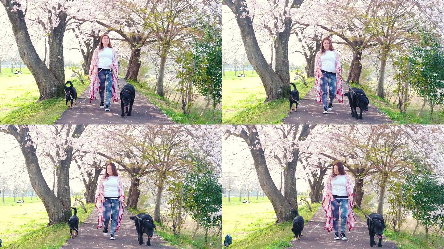 一个女人和她的两只狗在樱花树下慢行