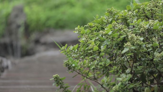 雨中绿植意境