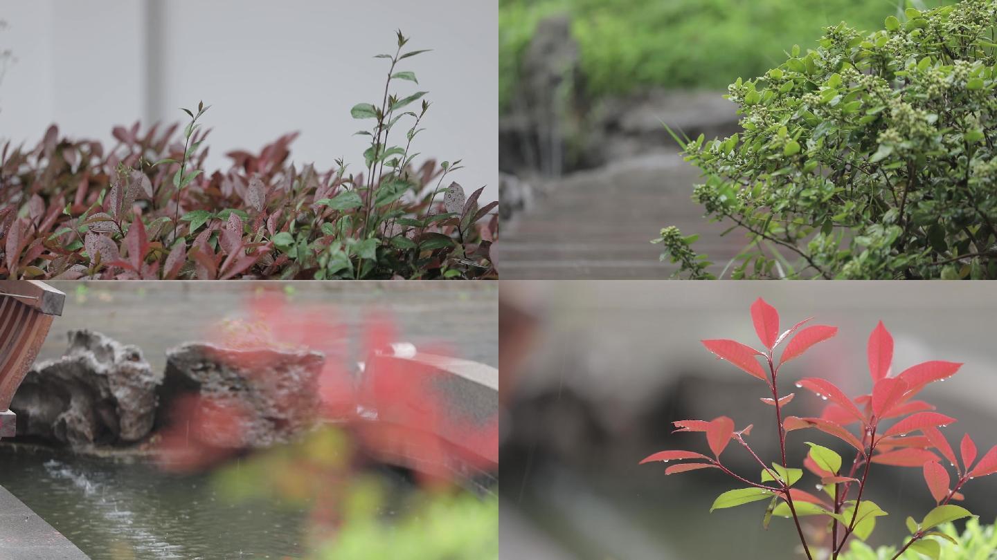 雨中绿植意境