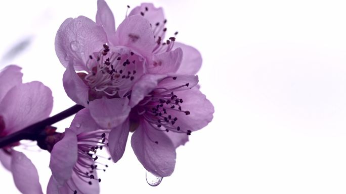雨天的紫色花朵，雨滴孤立在天空