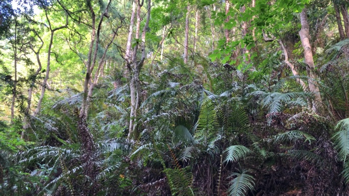 森林  山林  生态   植物  多样性