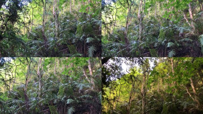森林  山林  生态   植物  多样性