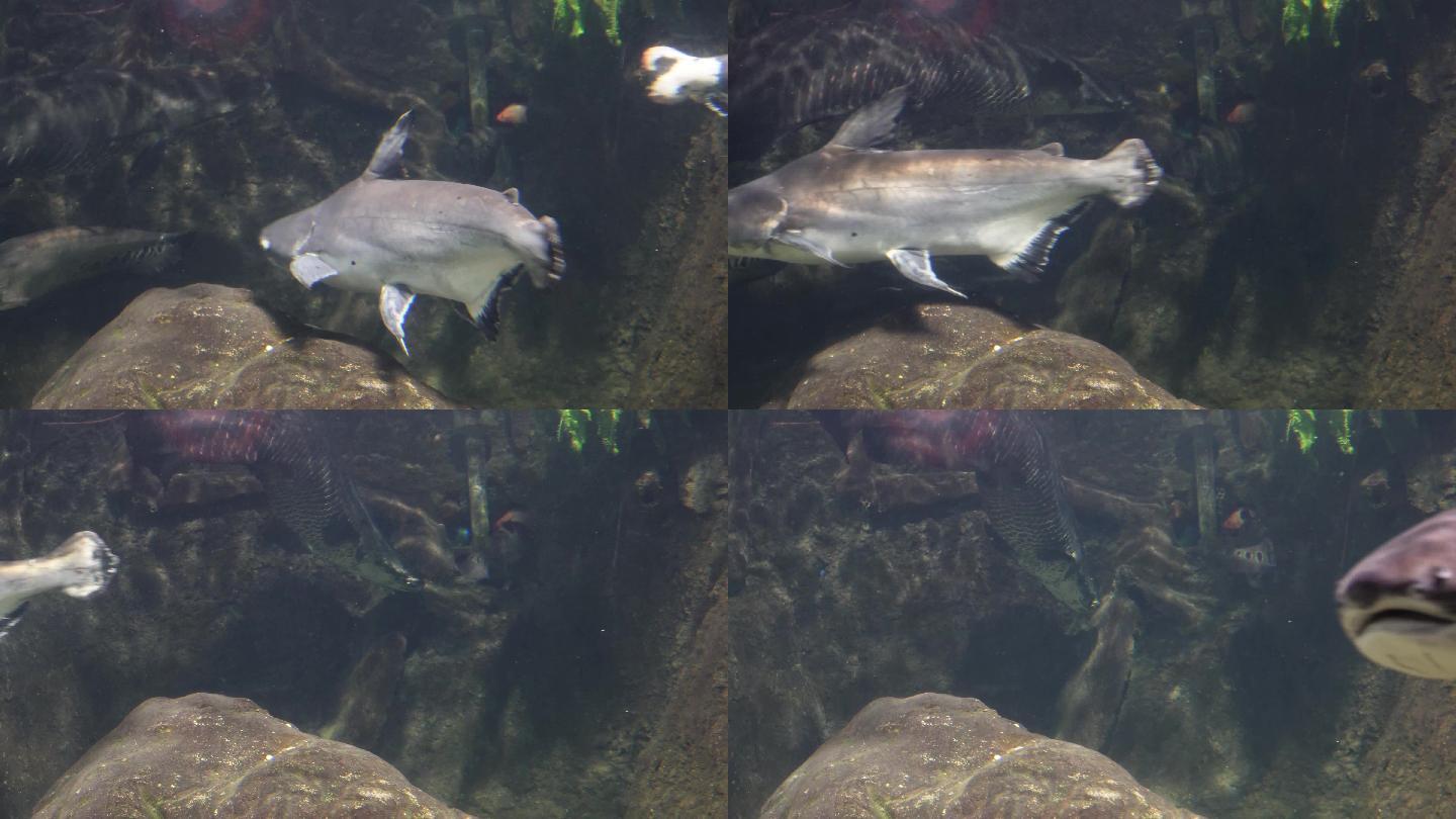 海洋馆鱼类鲨鱼鲶鱼 (2)