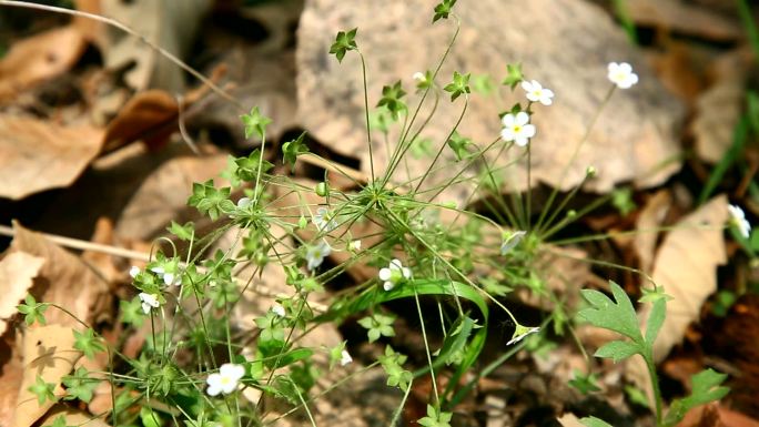 点地梅 野花 白花 小花 田野 春天