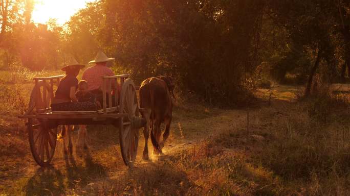 日落时分在泰国旅行的牛车