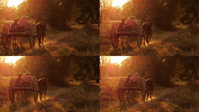 日落时分在泰国旅行的牛车