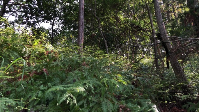 森林  山林  生态   植物  多样性