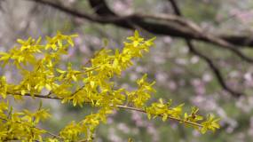 黄色鲜花迎春花植物园 (3)视频素材