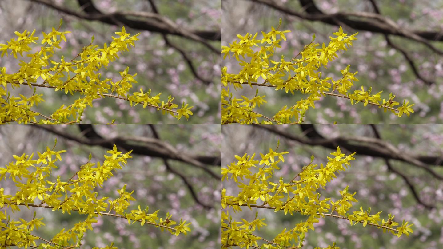 黄色鲜花迎春花植物园 (3)