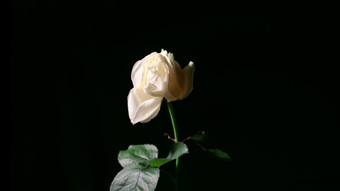 白玫瑰凋谢的时间流逝