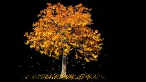 树叶飘黄叶树--带透明通道视频素材
