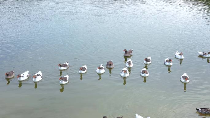 鸭子、鹅和天鹅在湖里游泳