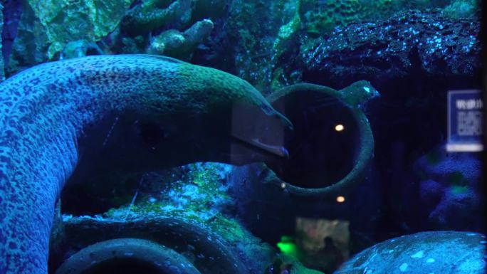 恐怖深海海鳗危险神秘 (8)